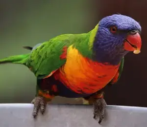 Parrot of Australia