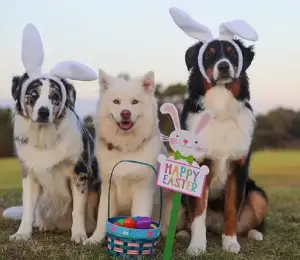 The australian shepherd dogs